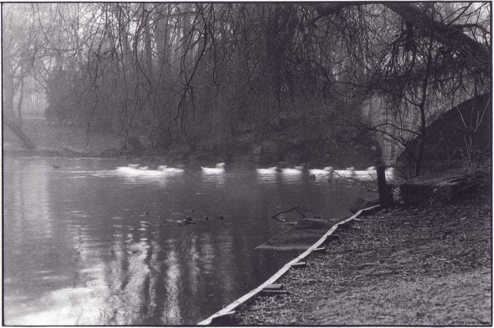 blurredswanhuge.jpg (198510 bytes)