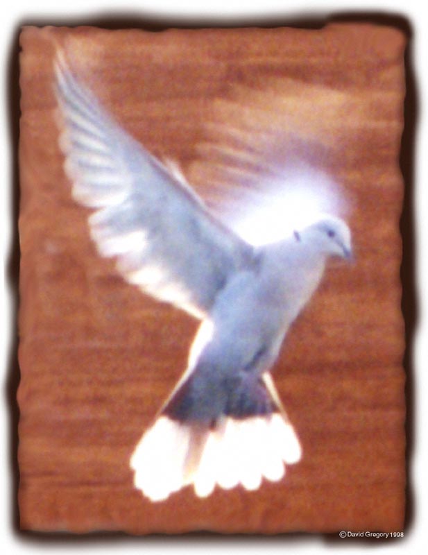 dovebig.jpg (56640 bytes)