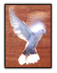 dovethumb.jpg (12877 bytes)