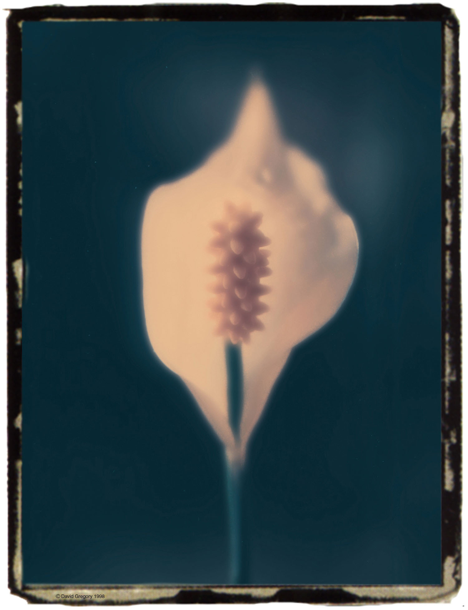 flowerhuge.jpg (184374 bytes)