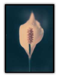 flowerthumb.jpg (10821 bytes)