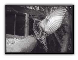 starling.jpg (14912 bytes)