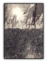 sunrise.jpg (18012 bytes)