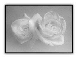 white-roses-small.jpg (11247 bytes)