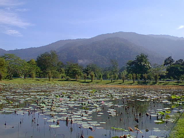 Lily Pond, Taiping lake garden