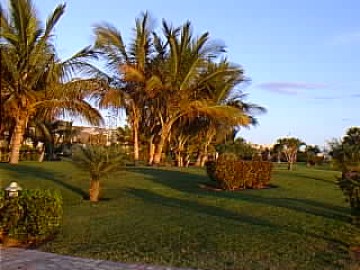 Palms on Anfi's island