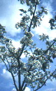 cherry tree Prunus Tai-Haku
