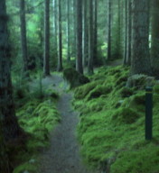 Enchanted forest Inverfarigaig