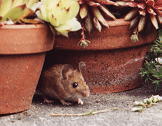 woodmouse