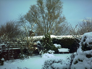 garden under snow in winter
