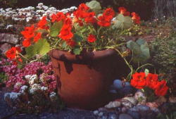 flower pot in bed and breakfast garden