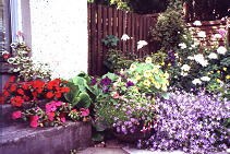 patio flowers