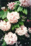 Rhododendron at Inverewe