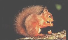 red squirrel