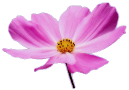 A picture of a Cosmos flower
