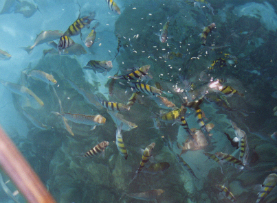 Harbour Fish - Andaman Sea (Th).jpg (117349 bytes)