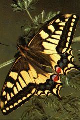 Swallowtail butterfly tape cover image