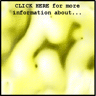 CLICK HERE - for more information about High Flyers