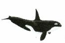 Orca