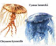 Cyanea lamarki & Chryrosa hysoscella