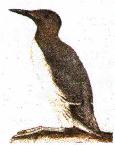 Guillemot