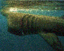 Basking Shark