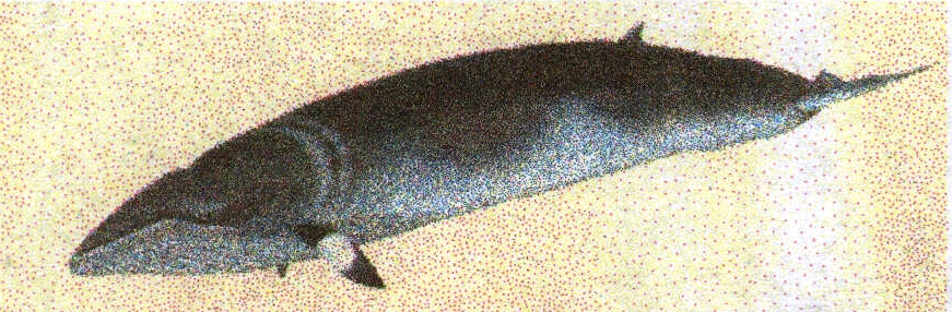 Minkie Whale