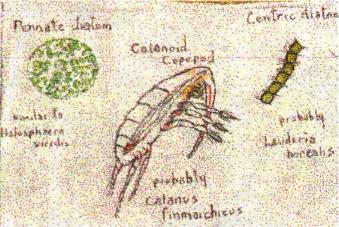 Plankton