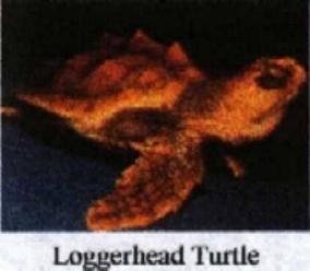 Loggerhead Turtle