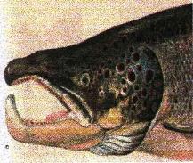 Salmon