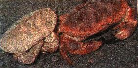 crabs