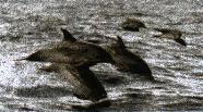 Dolphins