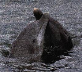 dolphin