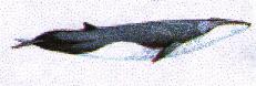 Fin Whale