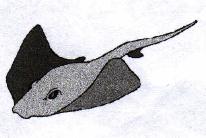 Thornback