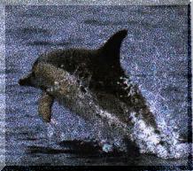 Common Dolphin