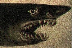 Great White Shark