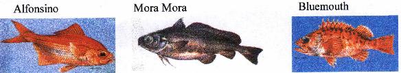 Alfonsino,Mora Mora,Bluemouth