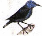 Blue Rock Thrush