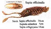 Sepia officinalis