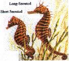 Long and Short Snouted Seahorses