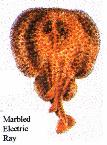 Marble Electric Ray