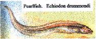 Pearl Fish