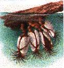 Goose Barnacles