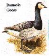 Barnacle Goose