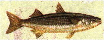 mullet