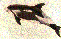 Porpoise