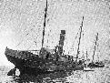 The Primrose