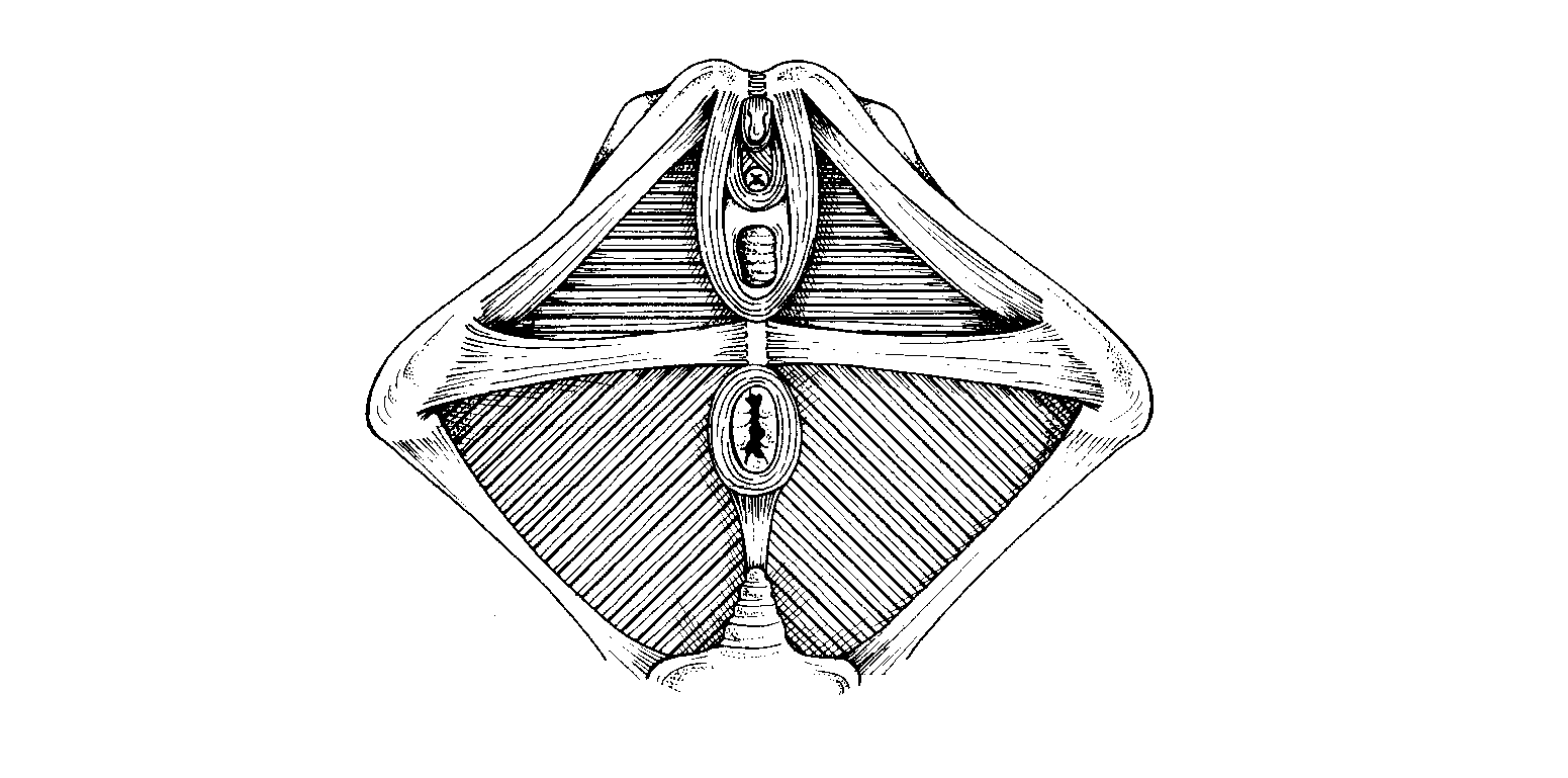 Figure 1 Superficial Muscles