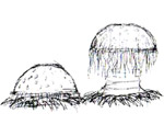 egg layer sketch